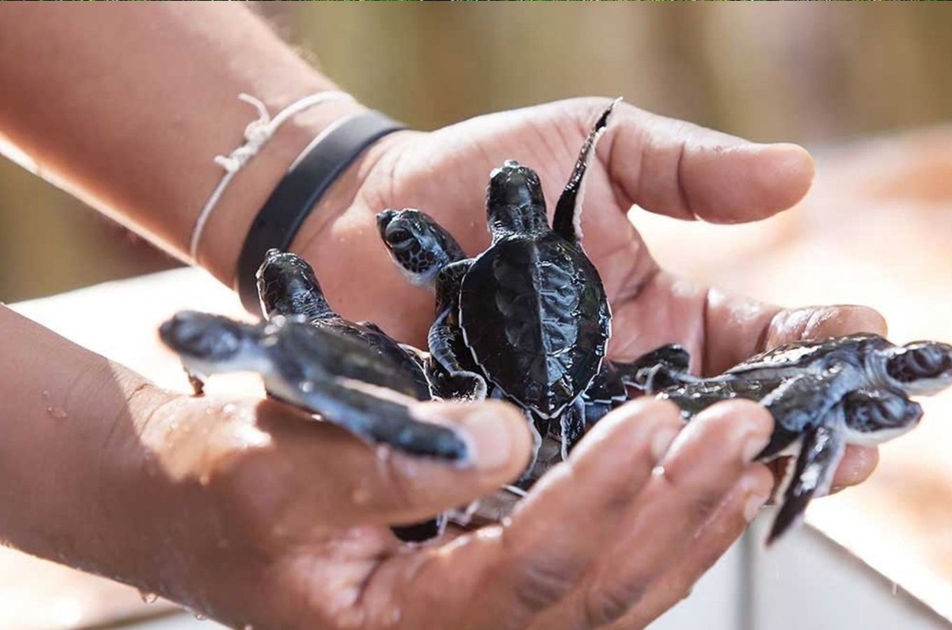 Turtles Hachari induruwa